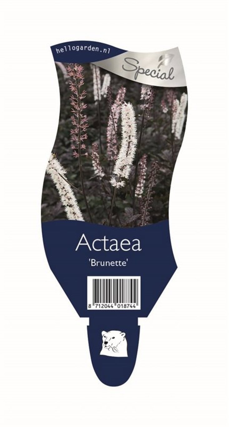 Actaea simp. 'Brunette' - P11